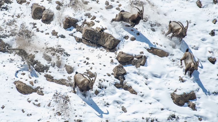 ‘The great cliff chase’: Anand Nambiar legt een ongewoon perspectief vast van een sneeuwluipaard die een kudde Himalaya-steenbokken aanvalt in de richting van een steile rand. Beeld Anand Nambiar, Wildlife Photogra
