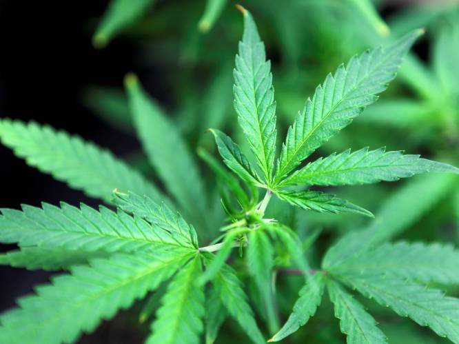 "Legalisering van cannabis kan ook snel gaan in België"