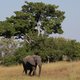 Mysterieuze sterfte onder olifanten in Botswana: ruim 150 dieren overleden op een paar maanden tijd
