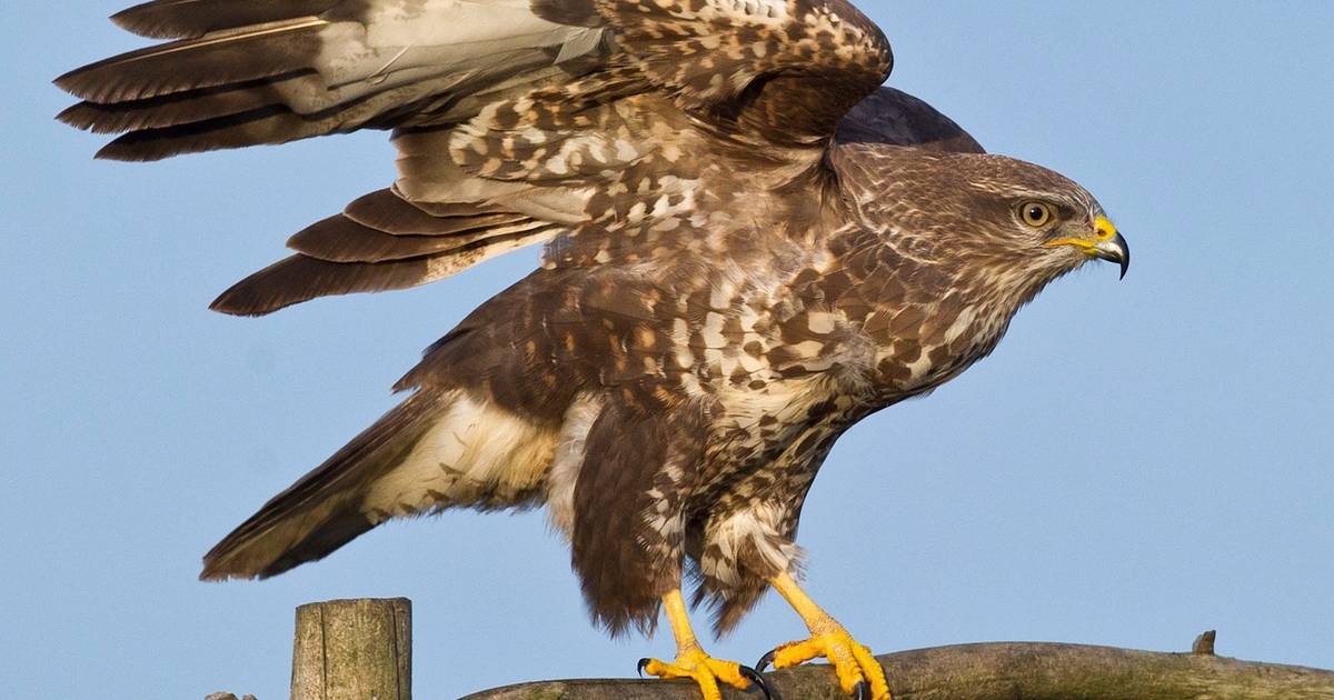 Nesten roofvogels weer doelwit in Friesland