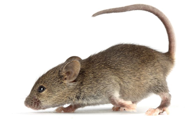 hersengebiedje zorgt ervoor dat een muis zonder angst het onbekende opzoekt Trouw