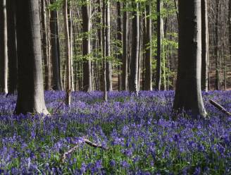 Immens populair hyacintenfestival in Hallerbos gaat binnenkort van start: “Laat de auto zo veel mogelijk thuis”
