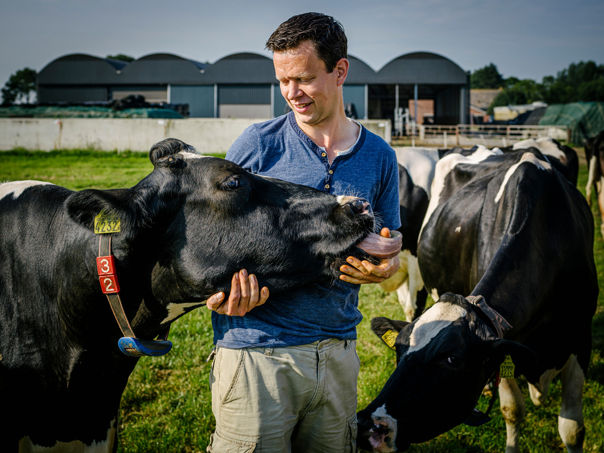 Melkveehouder Ard van Veen tussen zijn melkkoeien in Bodegraven.