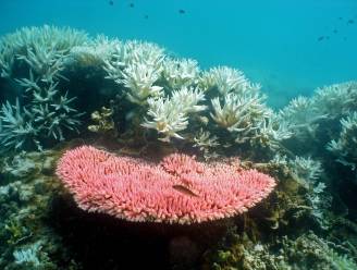 Australië creëert grootste natuurreservaat op zee