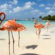 Liefhebber van zon, zee, strand en avontuur? Ga naar jouw place to be Aruba