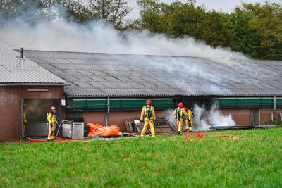 Grote brand in varkensstal Sterksel, waarschijnlijk hebben 450 dieren het niet gered