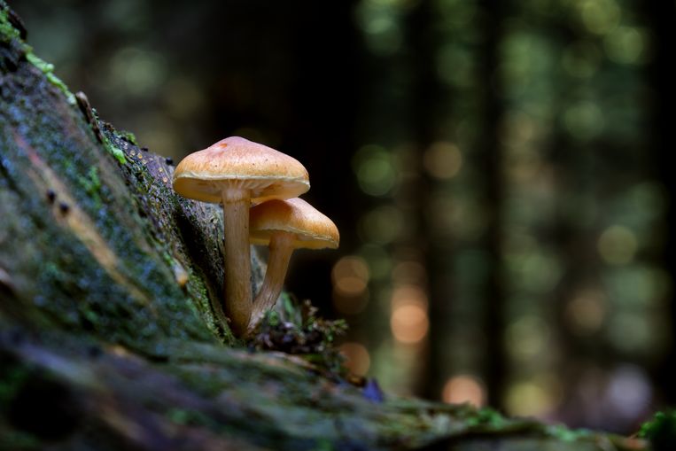 De gewone zwavelkop (Hypholoma fasciculare).  Beeld Colourbox