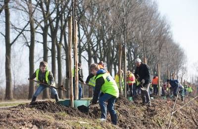 Populierenkap Binnenveld gaat in november verder