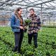 Heel Europa aan de lokale thee met deze koudebestendige plant