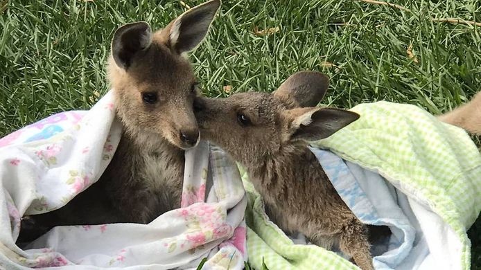 Creatievelingen maken dekentjes en zakjes voor de dieren die getroffen werden door de Australische bosbranden.
