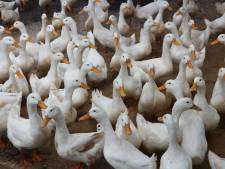 Vogelgriep Nieuwerbrug schrikt pluimveeliefhebbers op: ‘Er gaat veel leed schuil achter zo'n melding’