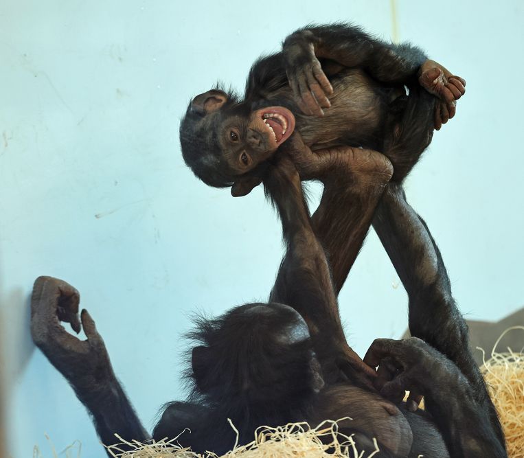 Gezichtsuitdrukkingen van spelende bonobo’s.  Beeld Joke Kok