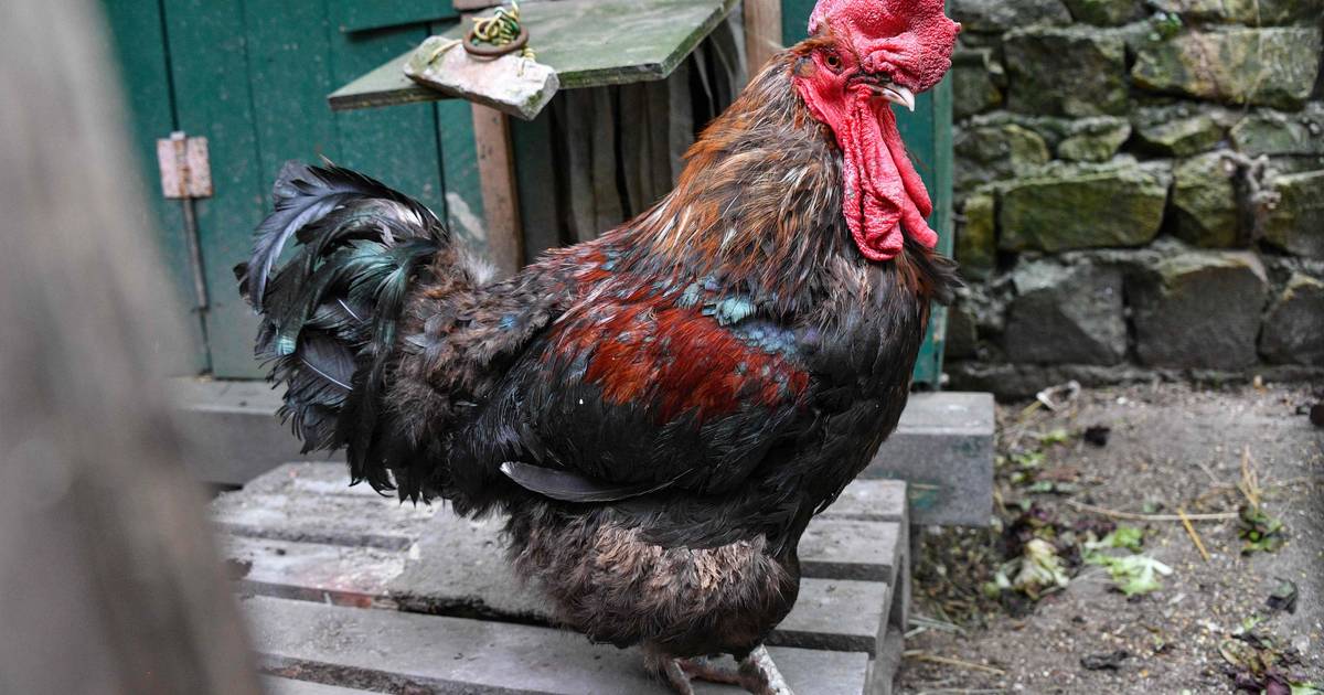 Haan pikt vrouw (76) dood die eieren rapen in kippenren | | hln.be