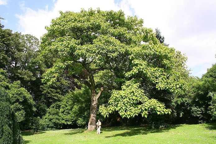 De empress- of annapaulownaboom heeft grote bladeren en groeit snel.