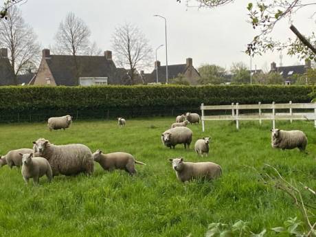 Tiny houses moeten op schapenweitje in Moergestel de weg banen voor dure huizen