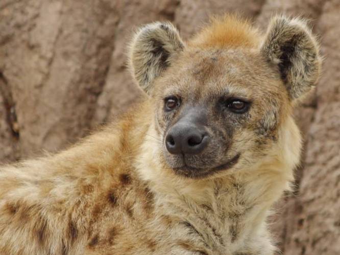 Corona-uitbraak in Amerikaanse zoo: voor het eerst Covid vastgesteld bij hyena's
