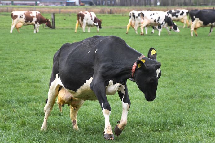 De formerende partijen willen 20 tot 30 miljard euro uittrekken voor het oplossen van de stikstofcrisis. Dat moet onder meer besteed worden aan het uitkopen van melkveehouders rond natuurgebieden.