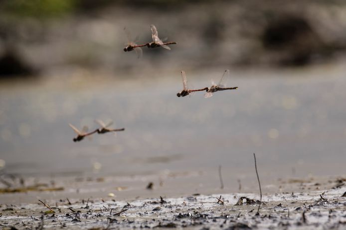 Parende libellen in het drooggevallen veen. Haaksbergerveen is in top drie geëindigd van meest stille plekken in Nederland.