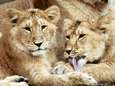 Droevig nieuws uit Blijdorp: drie leeuwenwelpjes overleden na geboorte