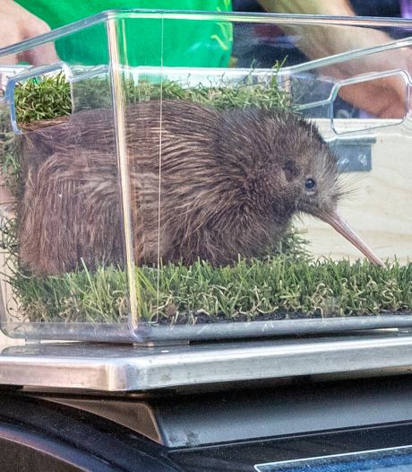 Fluffy Kiwi Is De Ster Van Avifauna En Morgen Viert Hij Zijn Eerste Verjaardag Alphen Ad Nl