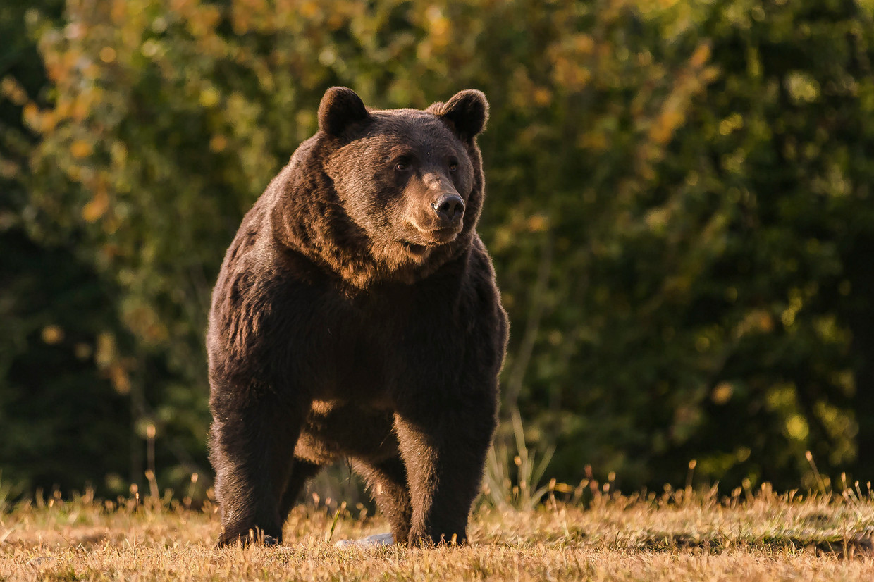 Gelijkwaardig ergens regel Prins van Liechtenstein schiet 'grootste beer van Roemenië' dood: ongeluk  of doelbewuste actie? | De Morgen