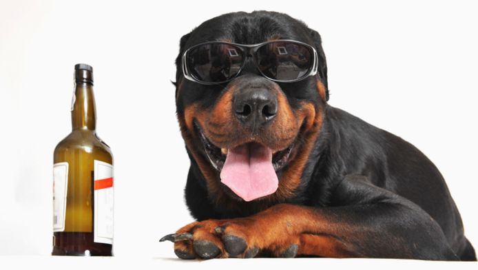Aankoop Inhalen Fractie Pub serveert bier voor honden | Default | hln.be