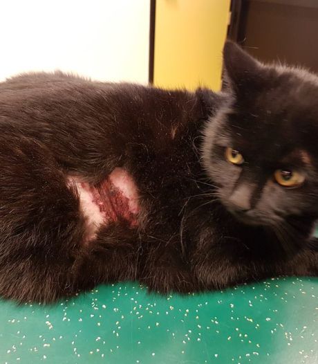 Weerloze kat Luna verminkt door vuurwerk, radeloze eigenaar looft beloning uit