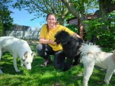 Vakantieplek voor de hond gezocht? Pech! Dierenpensions zitten bomvol