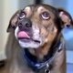 Filmpje | Geadopteerde hond redt baby