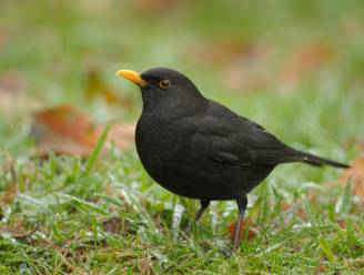 Merel is Vogel van het Jaar
