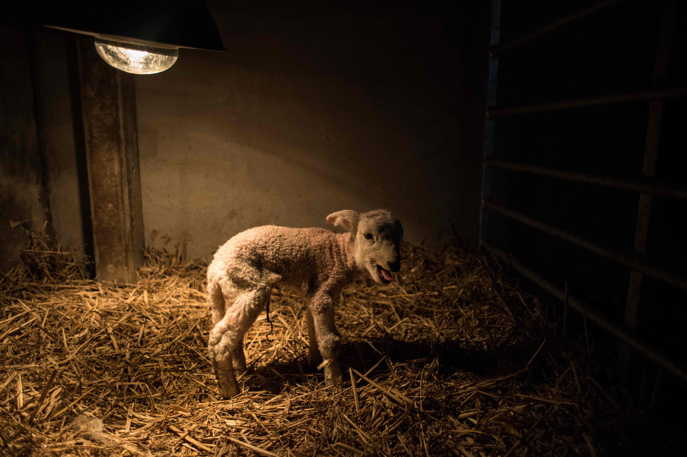 Alarmerend Reageer Bestuurbaar Deze foto's moet je gezien hebben | Foto | AD.nl