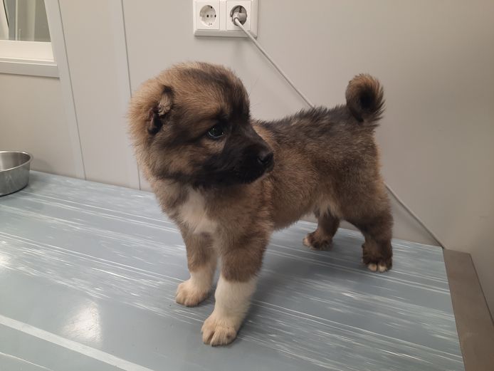 De pup was ernstig ziek. Inmiddels gaat het relatief goed met het beestje.