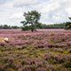 Overal in de natuur zit gif, en het komt overal vandaan