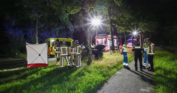 Automobilist (27) uit Hooge Mierde overleden na botsing tegen boom in Lage Mierde - Eindhovens Dagbl