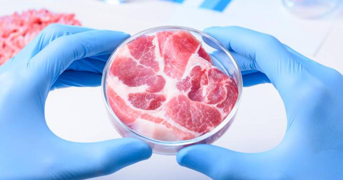 Il governo italiano vuole vietare la carne coltivata in laboratorio |  All’estero