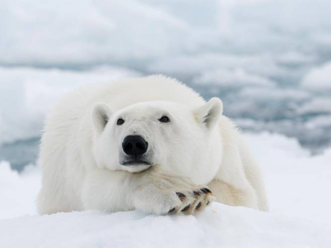Pairi Daiza wil verblijf voor drie ijsberen bouwen, protest tegen plannen verboden