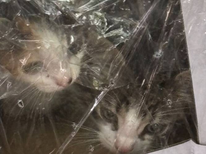 “Gratis mee te nemen”: dierenbeul dumpt kittens in doos in Antwerps park, ook verwaarloosde hond en katten gered uit woning