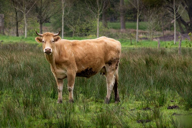 Een landschap bij Boxtel. Bioboeren is geen oplossing, vinden ecomodernisten. Beeld Hollandse Hoogte