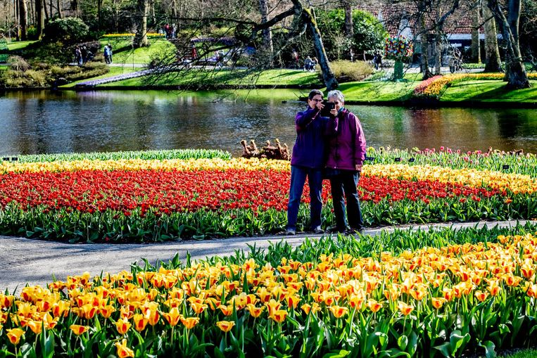 Keukenhof verwacht zo'n 50.000 tot 60.000 bezoekers in het paasweekend Beeld ANP