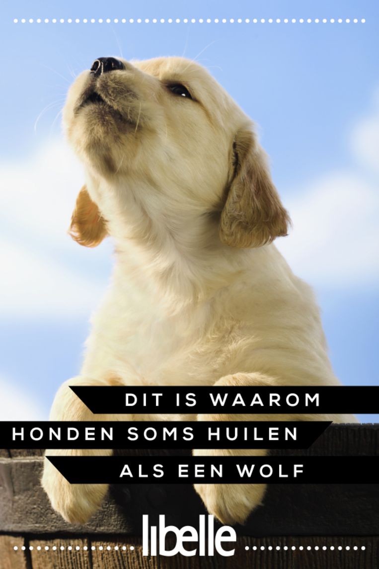 Dit is waarom honden soms huilen als een wolf Libelle
