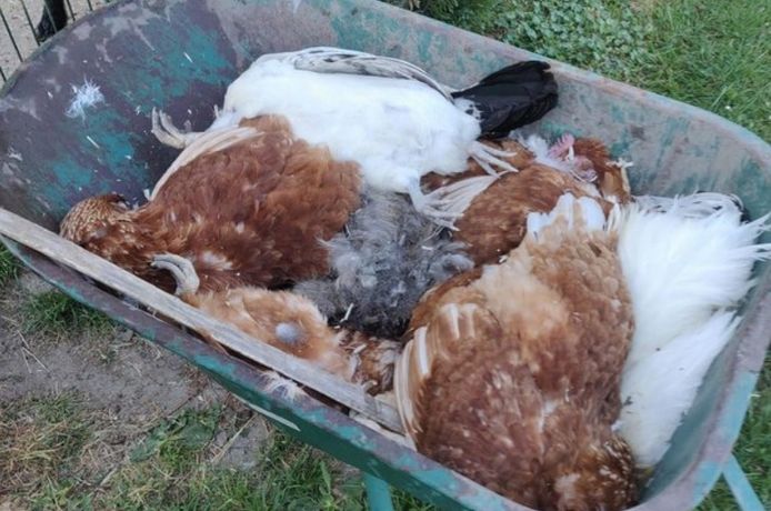 Vos bijt maar liefst 14 kippen dood in hok bij pluimveeliefhebbers | Kortrijk |