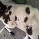 Schapen doorboord met pijlen uit kruisboog