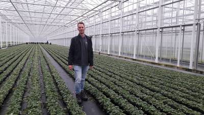 Hergebruik water voor aardbeienplant: ‘Dit is de toekomst’