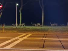 Deze gevolgen heeft de nieuwe stikstofuitspraak: zelfs een gat in het hek rond Veluwe repareren wordt lastig