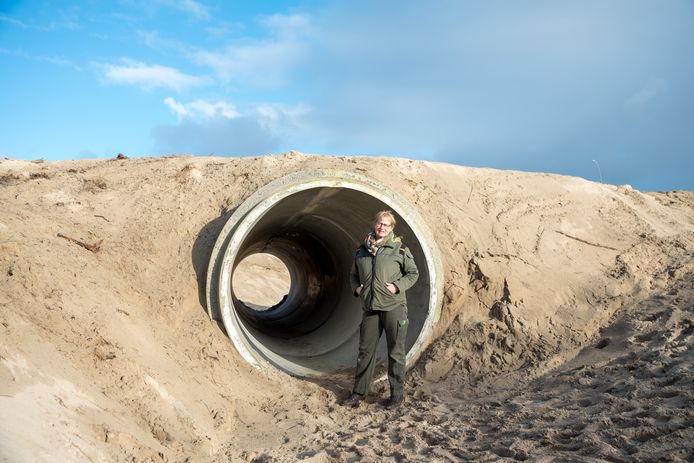 Boswachter Marijke Lieman bij de ecotunnels die drie jaar geleden zijn aangelegd onder het Verklikkerpad en het Middenpad in Nieuw-Haamstede.