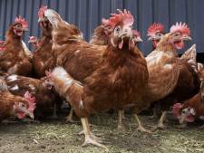Vogelgriep op bedrijf in Lelystad: 24.000 kippen gedood