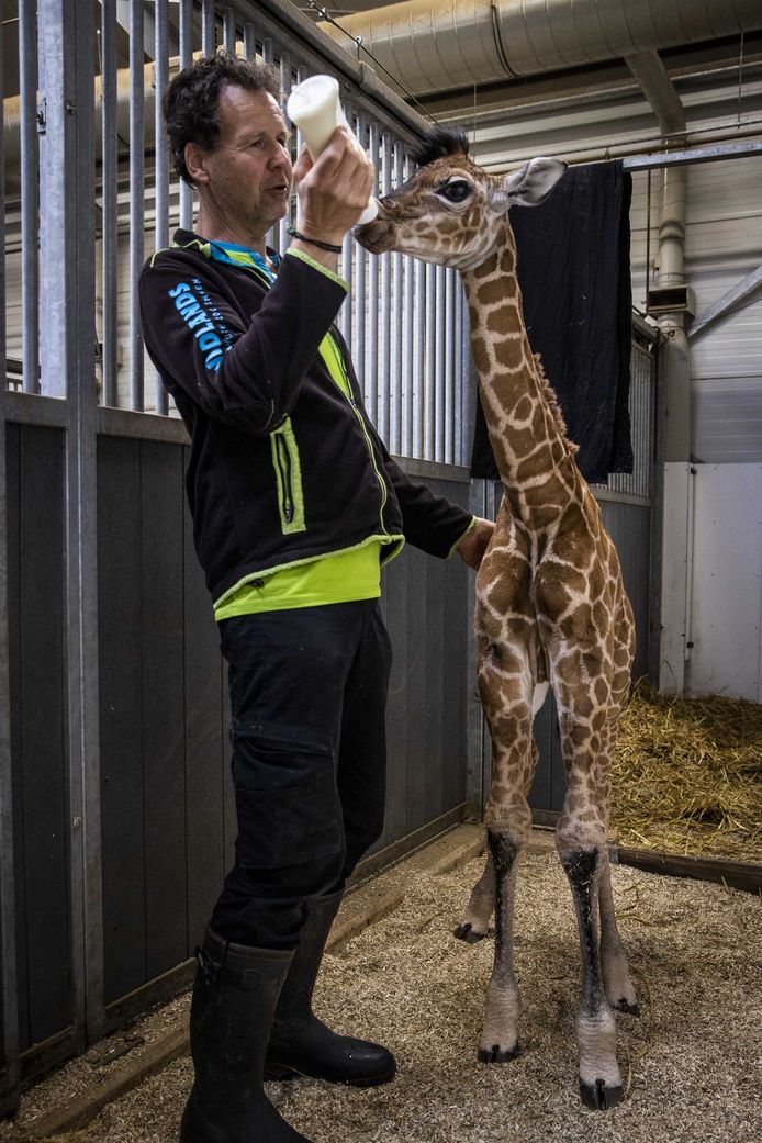 Babygiraf Polepole krijgt flesvoeding van verzorger Harmen Boelsma in dierenpark Wildlands. De jonge merrie is op 11 mei geboren en haar naam is Swahili voor 'rustig aan'.