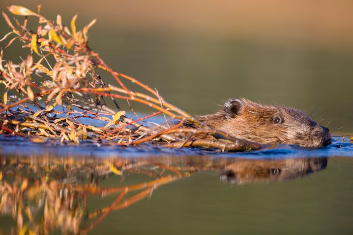 Foto van een bever ter illustratie.