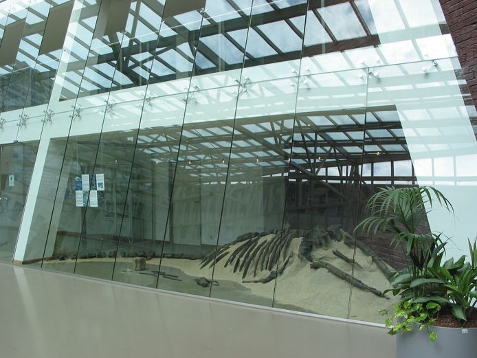 Een tiental jaar geleden werden er al eens resten gevonden van een walvis. Die worden nu tentoongesteld in de cafetaria van het ziekenhuis