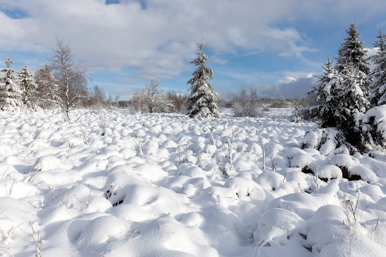 Het sneeuwtapijt in de Hoge Venen. Beeld Photo News